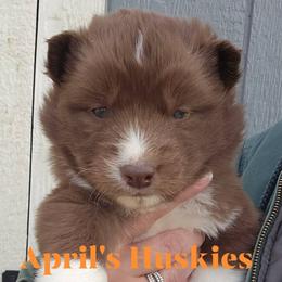 Girl 3 - Red and white female Siberian Husky puppy in Terre Haute, Indiana from April's Huskies