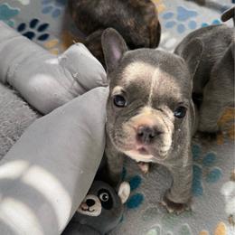 Red collar - Blue male French Bulldog puppy in Livingston, Texas from Drake Home Frenchies