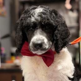 Boy 5 - Parti male Poodle puppy in Upper Marlboro, Maryland from CURLS KENNEL