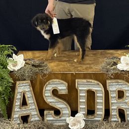Miniature Australian Shepherd and Toy Australian Shepherd Puppies from Small World Aussies
