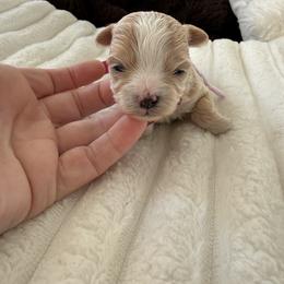 Rose ( tiny toy) - Apricot female Maltipoo puppy in Fredericktown, Missouri from Doodle Pups Fur-Ever