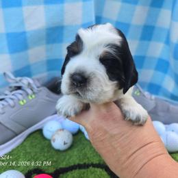 Birdie - Black white and tan female English Springer Spaniel puppy in Saginaw, Michigan from Kemerer Springers