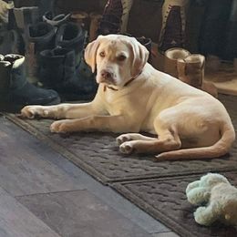 Labrador Retriever Puppies from Northern Woods Labs