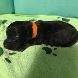 Orange girl - Black female Dachshund puppy in Live Oak, Florida from The Weenie Herd Mom