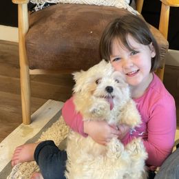 Maltipoo Puppies from Grassy Meadow Pups