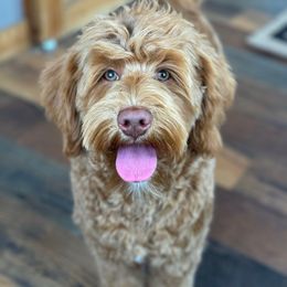 Ozzy - Goldendoodle