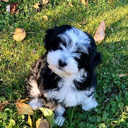 Golden Retriever and Havanese Puppies from Starrdust Goldens