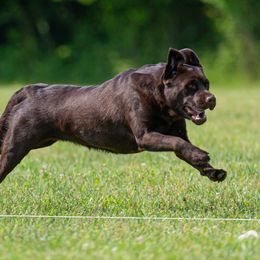 Sandy - Labrador Retriever