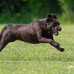 Sandy - Labrador Retriever