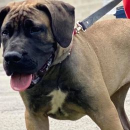 Boerboels from BadLand Kennels