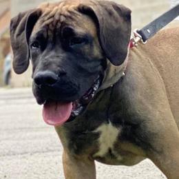 Boerboels from BadLand Kennels