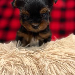 Max - Black and tan male Yorkshire Terrier puppy in Gatesville, Texas from Cuddles of Cuteness