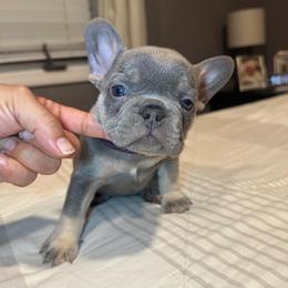 Purple - Blue female French Bulldog puppy in Bolingbrook, Illinois from Flores Frenchies