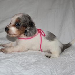 Darla - Piebald female Dachshund puppy in Houston, Texas from Winnie’s Royal Doxies
