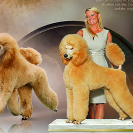 Poodles from Brivali Poodles