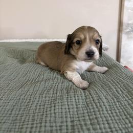 Sonny - Piebald male Dachshund puppy in Athens, Alabama from 4 Moore Ranch