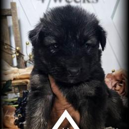Legion - Black and red male German Shepherd puppy in Sequim, Washington from German Shepherd Haus