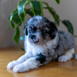 Aussiedoodle Puppies from Doodle Paws Pups
