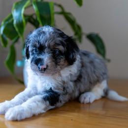 Aussiedoodle Puppies from Doodle Paws Pups
