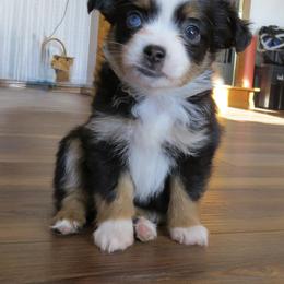 Daisey - Black tri female Miniature Australian Shepherd puppy in Osceola Mills, Pennsylvania from Grace River Aussies