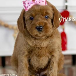 Charish - Red female Australian Labradoodle puppy in Redding, California from Shasta Royal Monroe Puppies