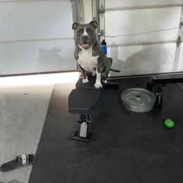 Kilo - Blue male American Bully puppy in Phoenix, Arizona from Superstes Guard