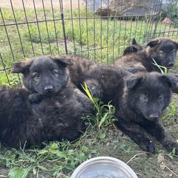 Riley - Gold brindle male Dutch Shepherd puppy in Hastings, Minnesota from Century Hills Farm