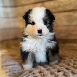 Eden - Black tri female Miniature American Shepherd puppy in Ash Grove, Missouri from 3 Barrels Farms, LLC