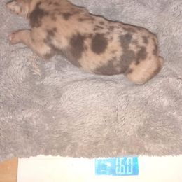 Girl 1 - Catahoula Leopard Dog puppy in Pavillion, Wyoming from TNT Catahoulas