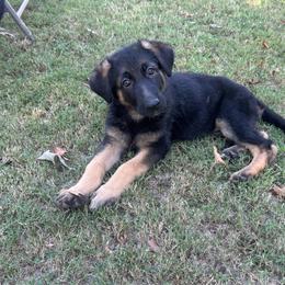 Girl 1 - Black and tan female German Shepherd puppy in Mc Donough, Georgia from Barick German Shepherds