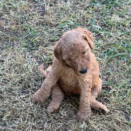 W25 Male Black Collar - Red  male Goldendoodle puppy in Cape Coral, Florida from GoldenDoodles Cape Coral