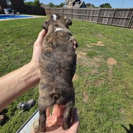 Boy 5 - Rocket - Brindle and white male Boston Terrier puppy in Sulphur Springs, Texas from B&B Bostons