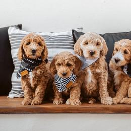 Goldendoodle Puppies from Deer Valley Doodles