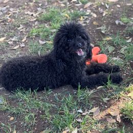 Pretty - Poodle