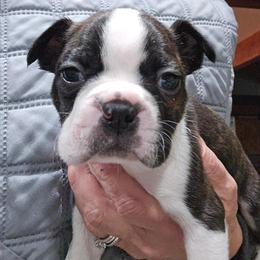 Boy 3 - male Boston Terrier puppy in Elk, Washington from Grizzly Bear Bostons