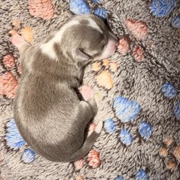 Violet - Blue and white female Chihuahua puppy in Drumright, Oklahoma from Fancy Pants Chihuahua’s