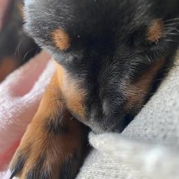 Miniature Pinscher Puppies from Pike's Pups