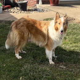Luci - Collie