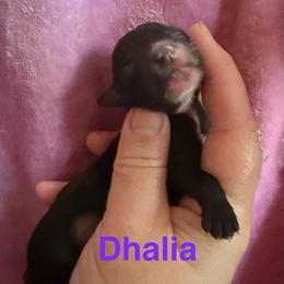 Dahlia - Black and white female Chinese Crested puppy in Sweet Home, Oregon from Rhapsody Poodles & Cresteds