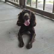 Boykin Spaniel and English Springer Spaniel All Grown Up from 31 Pines Springers & Retrievers