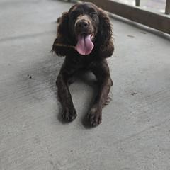 Boykin Spaniel and English Springer Spaniel All Grown Up from 31 Pines Springers & Retrievers