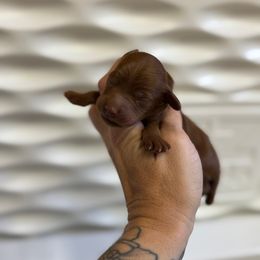 Goldendoodle Puppies from Kendall’s Kennel