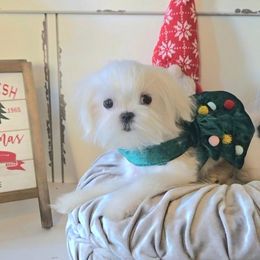 Star - White female Maltese puppy in Moreno Valley, California from Leslie's Maltese