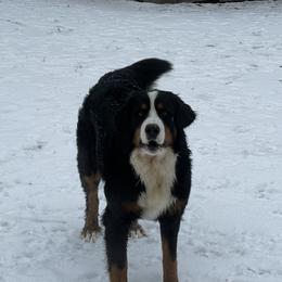 AUTUMN - Bernese Mountain Dog