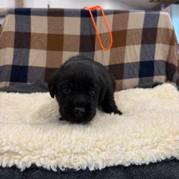 Orange - Black female Labrador Retriever puppy in Middleton, New Hampshire from Tag Hollow