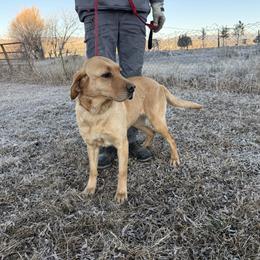 Lady - Yellow female Labrador Retriever puppy in Durango, Colorado from Burress Family Farm and Kennels