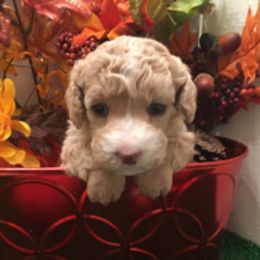 Basenjis, Cavalier King Charles Spaniels, Goldendoodles, Havanese, and Poodles from Atlas Farm and Kennels, Inc