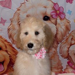Orange collar - Apricot female Goldendoodle puppy in Poinciana, Florida from All Tails Entertainment
