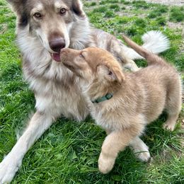 German Shepherd Puppies from Scenic City Shepherds