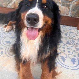 Bodhi - Bernese Mountain Dog